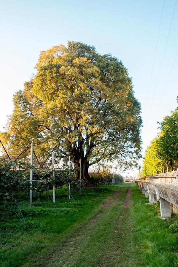 Al Bagolaro Bed & Breakfast Crocetta del Montello Dış mekan fotoğraf