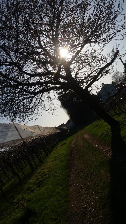 Al Bagolaro Bed & Breakfast Crocetta del Montello Dış mekan fotoğraf